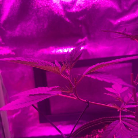 Banger Glue growlog timeline photo