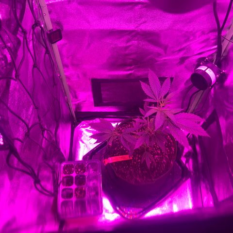 Banger Glue growlog timeline photo