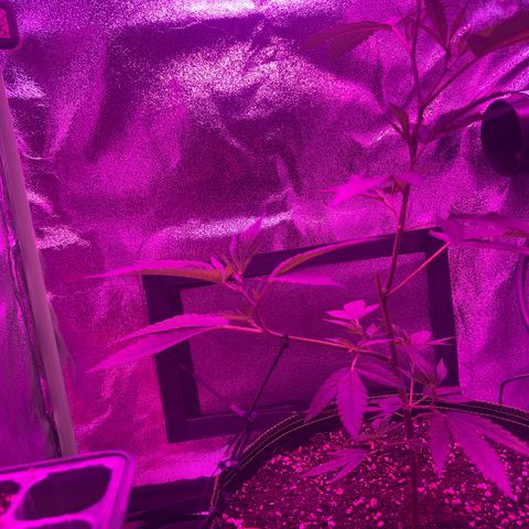 Banger Glue growlog timeline photo