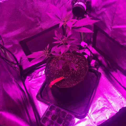 Banger Glue growlog timeline photo