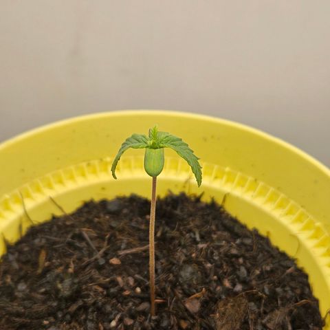 Critical growlog timeline photo