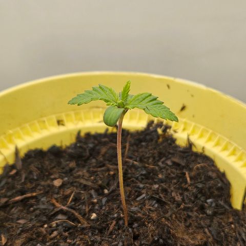 Critical growlog timeline photo