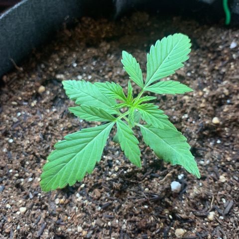 Banana 2 growlog timeline photo