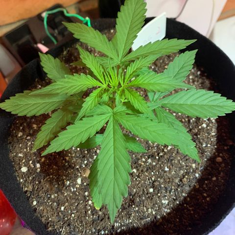 Banana 2 growlog timeline photo
