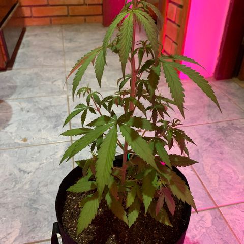 Banana 2 growlog timeline photo