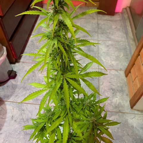Banana 2 growlog timeline photo