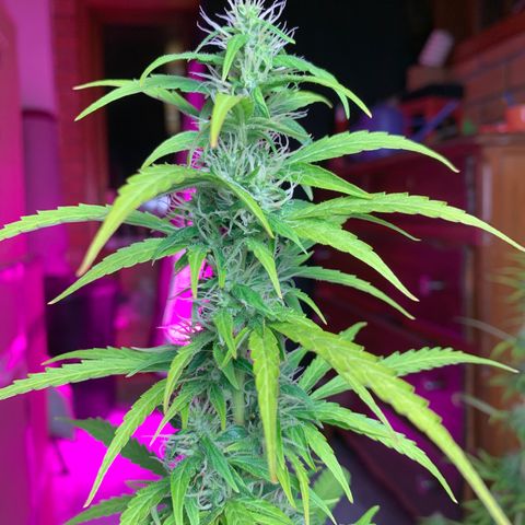 Banana 2 growlog timeline photo