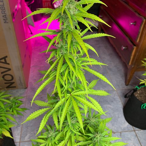 Banana 2 growlog timeline photo