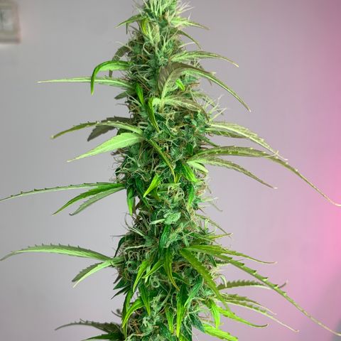 Banana 2 growlog timeline photo