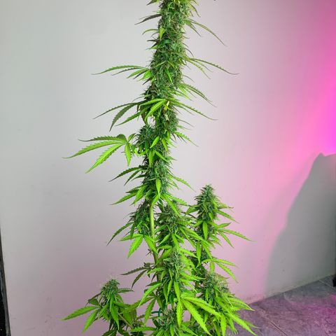 Banana 2 growlog timeline photo