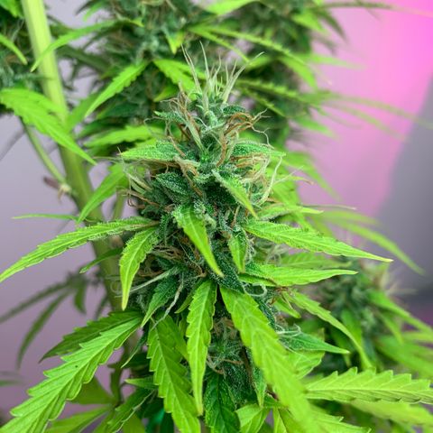 Banana 2 growlog timeline photo