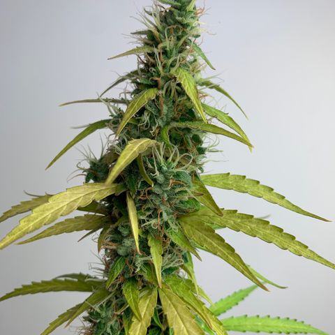 Banana 2 growlog timeline photo