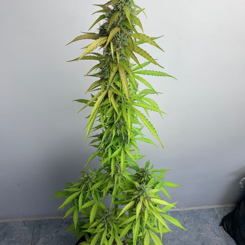 Banana 2 growlog timeline photo
