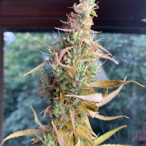 Banana 2 growlog timeline photo