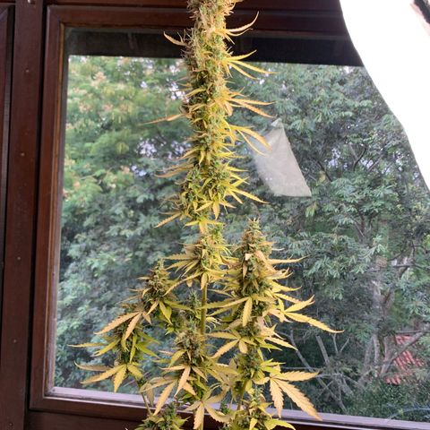 Banana 2 growlog timeline photo