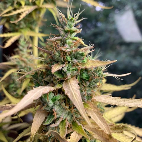 Banana 2 growlog timeline photo