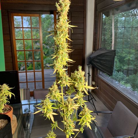 Banana 2 growlog photo: Colheita!