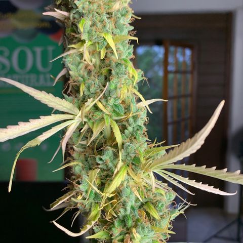 Banana 2 growlog timeline photo