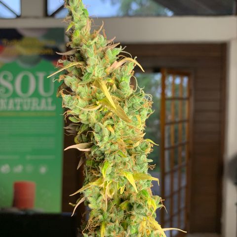 Banana 2 growlog timeline photo