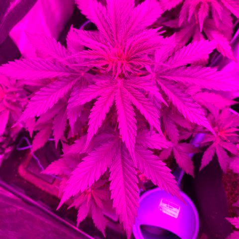 Banana 6 growlog timeline photo