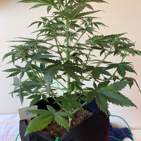 Banana 6 growlog timeline photo