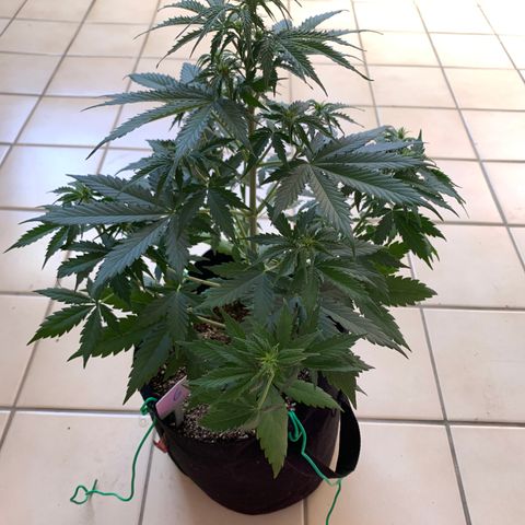 Banana 6 growlog timeline photo