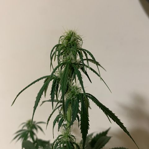 Banana 6 growlog timeline photo