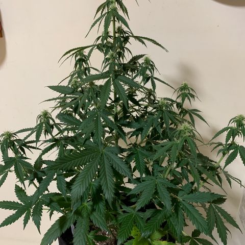 Banana 6 growlog timeline photo