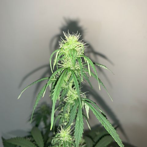 Banana 6 growlog timeline photo