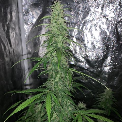 Banana 6 growlog timeline photo