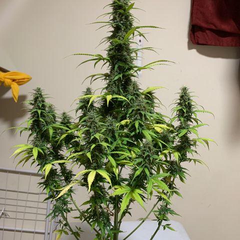 Banana 6 growlog timeline photo