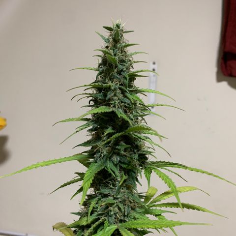 Banana 6 growlog timeline photo