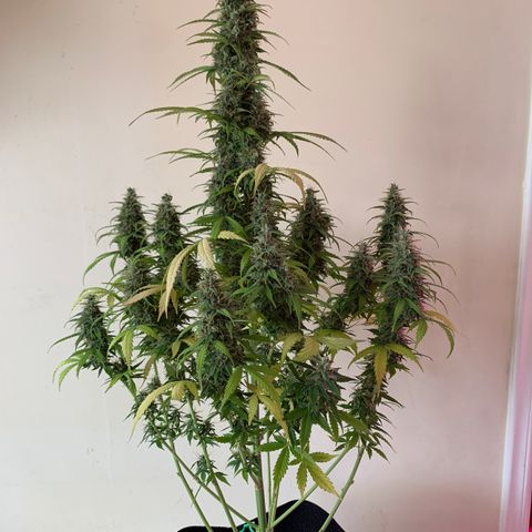 Banana 6 growlog timeline photo