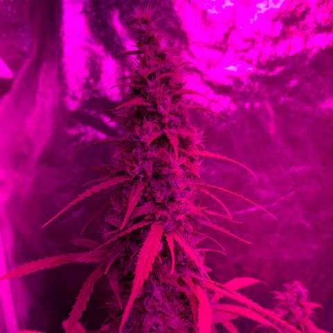 Banana 6 growlog timeline photo