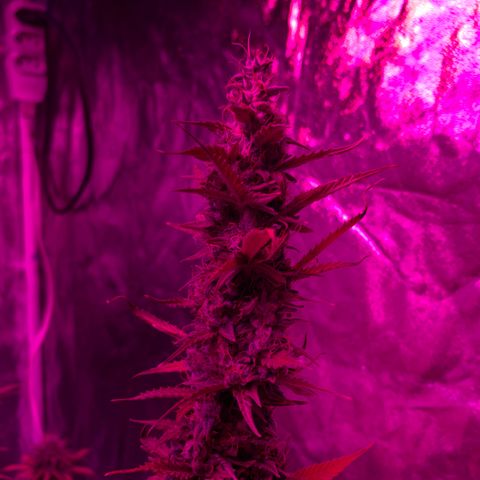 Banana 6 growlog timeline photo