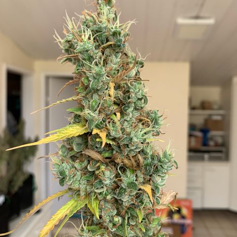 Banana 6 growlog timeline photo