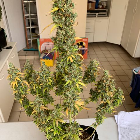 Banana 6 growlog timeline photo