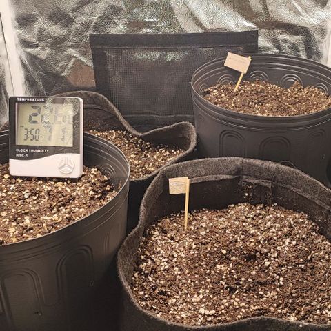 Blueberry V.F. growlog photo: As três já deram um sinal positivo e estão crescendo em direção a luz. A última seed a ir para o solo ( Double cookies) ainda está por baixo do solo.