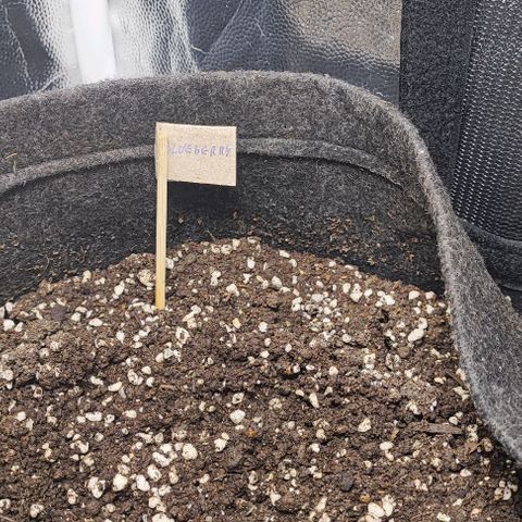 Blueberry V.F. growlog photo: A semente deu um sinal positivo e está crescendo.