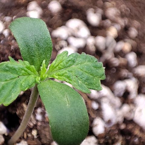 Blueberry V.F. growlog timeline photo