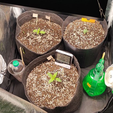 Blueberry V.F. growlog photo: Marcha. A Moby-D é a melhor no momento . A Double cookies continua nas duas folhas tô perdendo as esperanças nela