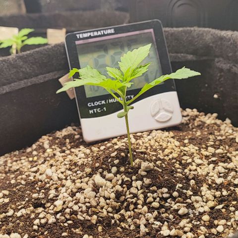 Blueberry V.F. growlog photo: O processo é lento 