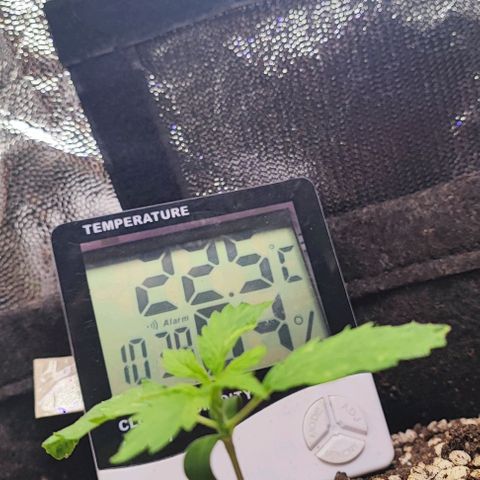 Blueberry V.F. growlog photo: O processo é lento 