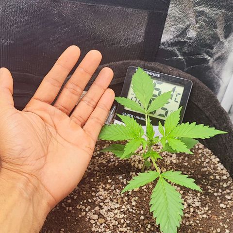 Blueberry V.F. growlog photo: Tá indo 