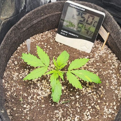 Blueberry V.F. growlog photo: Aleijadinha
