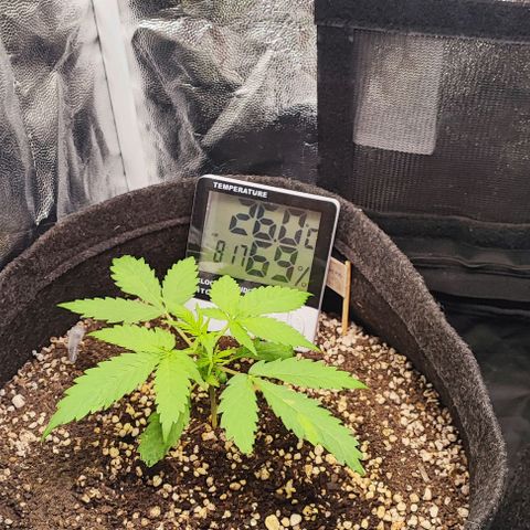 Blueberry V.F. growlog photo: Nós trumpica mas não cai 