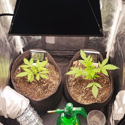 Blueberry V.F. growlog photo: Um dia após o outro dia