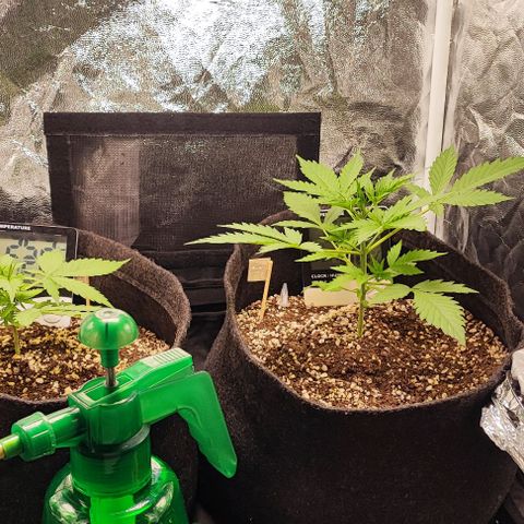 Blueberry V.F. growlog photo: Tô feliz com a evolução das plantinhas