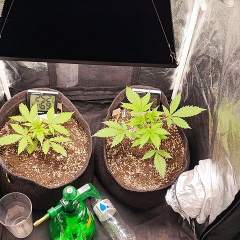 Blueberry V.F. growlog photo: Tô feliz com a evolução das plantinhas