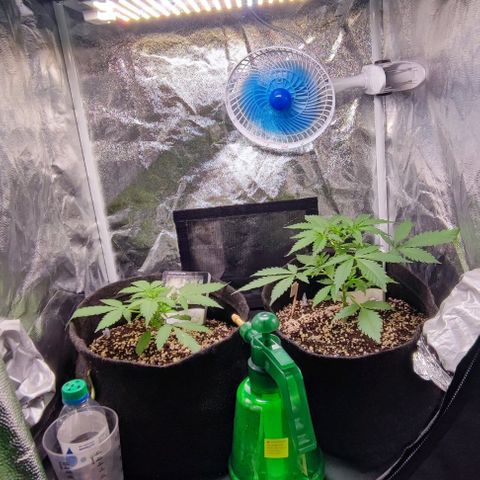 Blueberry V.F. growlog photo: Marcha!